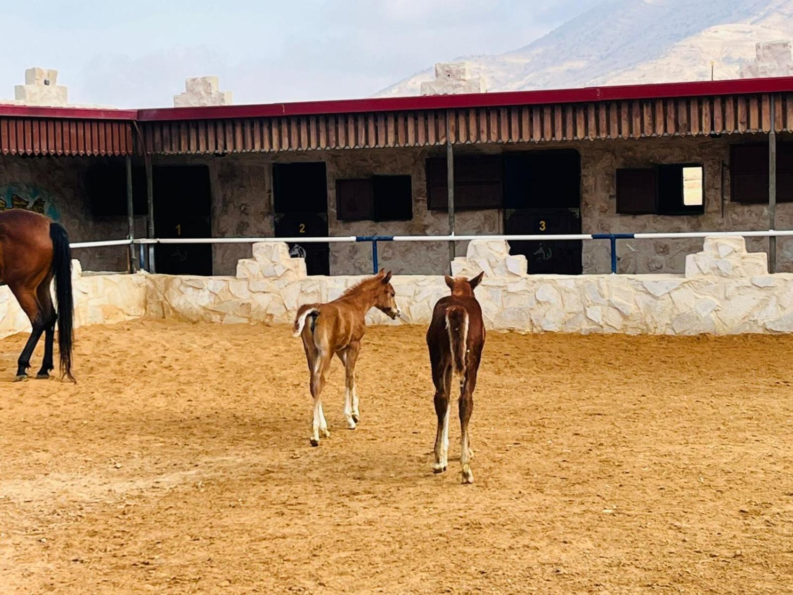 Petra Royal Ranch Bed & Breakfast Wadi Musa Exterior photo